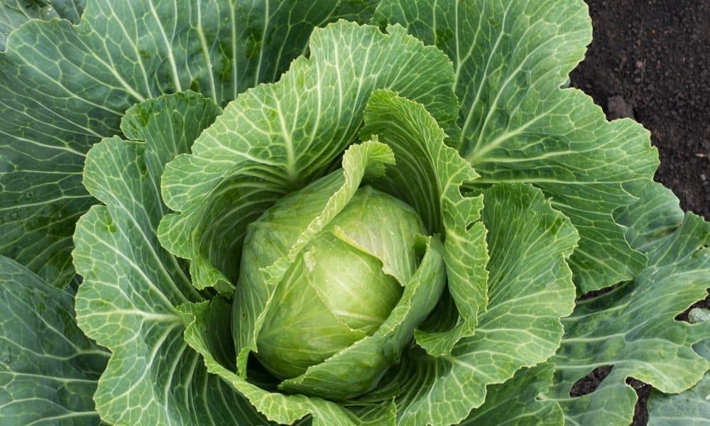 DE FRESH - Cabbage