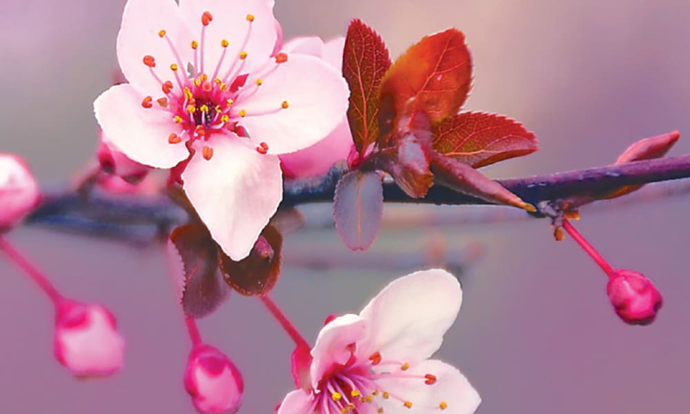 Sakura - Japan Cherry Blossom (Sakura)
