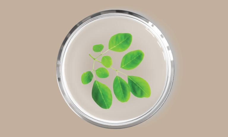 ingredient with bg_0005_Layer 7